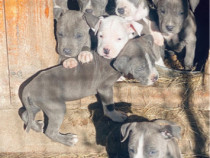 Amstaff blue o bucurie alături de tine