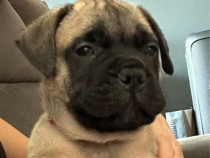 Pui bullmastiff Femela