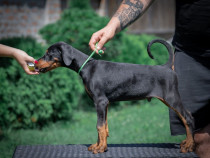 Doberman cățeluși de vânzare