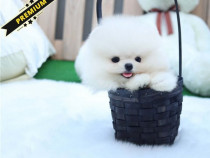 Pomeranian mini toy de buzunar