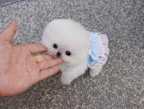 Pomeranian boo miniatura