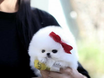 Pomeranian Teeacup