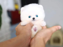 Pomeranian mini teacup