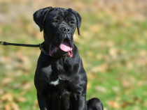 Vând cățelușă femelă Cane Corso