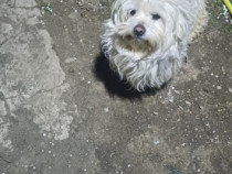 Bichon maltez 1 mascul și două femele