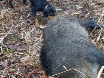 Câine de vânătoare copoi slovac femela