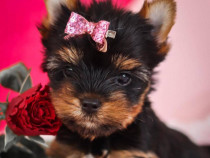 Pui Yorkshire Terrier tali mica