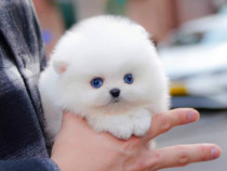 Pomeranian boo adorabili puri