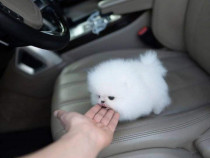 Pomeranian teacup boo mini