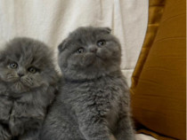 Scottish fold superbi