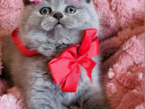 British shorthair blue