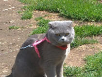 Motănel si fetiță  Scottish Fold Blue