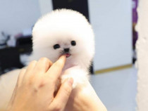 Pomeranian cel mai frumos cadou de neuitat boo