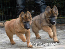 Ciobanesc German linie lucru par lung linie lucru cu Pedigree