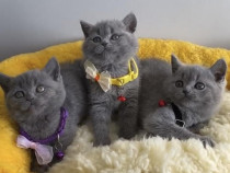 British shorthair băieței și fetițe