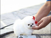 Pomeranian mini teacup boo