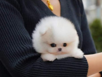 Pomeranian boo Original