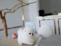 Pomeranian mini teacup cadoul perfect