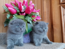 British shorthair scottish fold