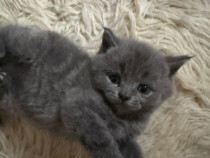 Pui pisici british shorthair