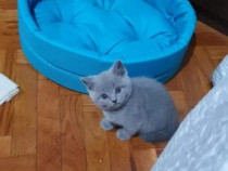 British shorthair blue