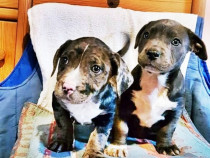 Catei amstaff blue,arlechin ,merle ,black