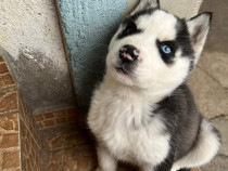 Fetita Husky Siberian