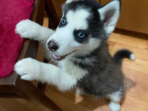 Cățelușa Husky urgent