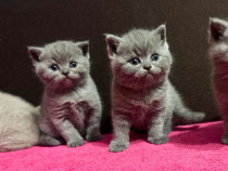 Puiuti British Shorthair