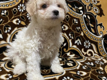 Bichon maltez jucaus