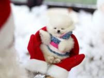 Pomeranian cadoul ideal mini boo