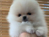 Pomeranian mini toy