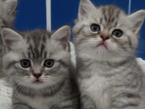 British shorthair băieței și fetițe