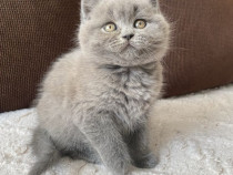 British shorthair motănei și pisicuțe