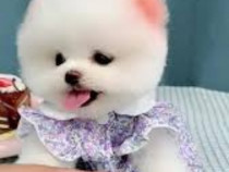 Pomeranian boo original jucărie cu suflet