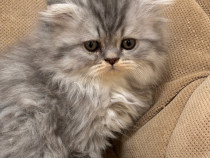 British shorthair tabby