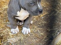 American Bully Femela și Masculul