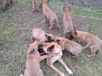 Ciobanesc belgian malinois