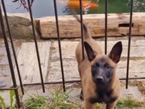 Malinois/Ciobanesc Belgian