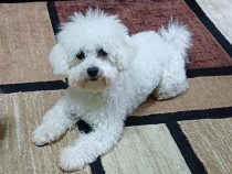 Bichon Bolognese cu pedigree si pasaport