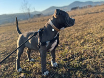 Blue amstaff femelă