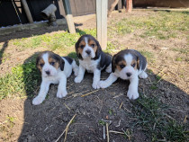 Pui Beagle tricolori