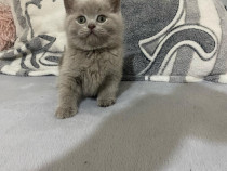 British shorthair pisoiași