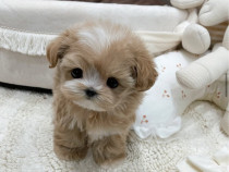 Exemplare de dimensiuni Mini, Maltipoo Toy