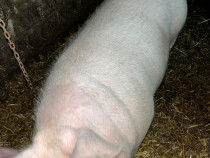 Vand purcea 190-200 kg