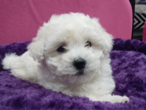 Bichon frize mascul