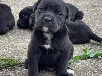 Cane Corso catelusi de vanzare