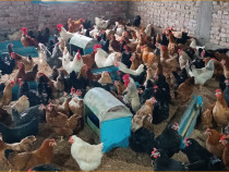Gaini traditionale taranesti de 1 an