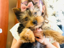 Yorkshire terrier