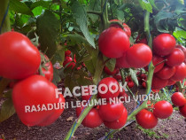 Rasaduri Legume | Rasad de Rosii / Tomate 2025